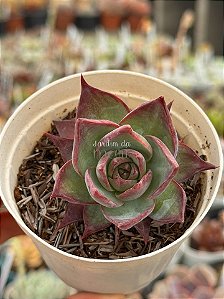 Echeveria casio