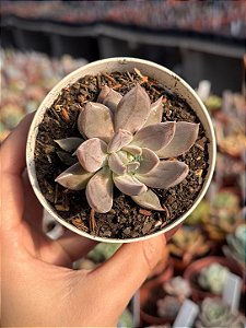 Echeveria craigiana