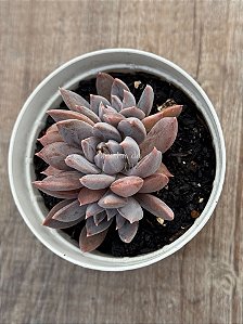 Echeveria craigiana