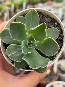 Echeveria lutea x shaviana