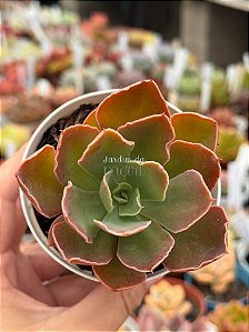 Echeveria lutea x shaviana