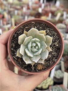Sedum suaveolens