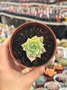 Sedum suaveolens
