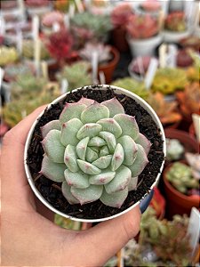 Echeveria grid line