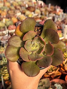 Echeveria painted frills