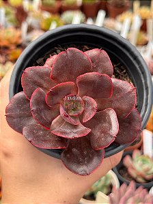 Echeveria painted frills