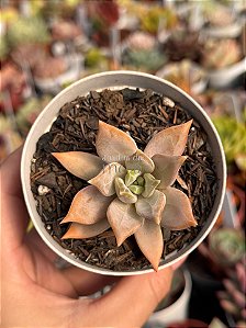 Pachyveria compassion