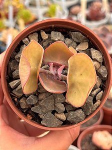 Kalanchoe nyikae