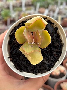 Kalanchoe nyikae