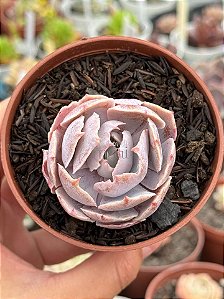 Echeveria morning light monstruosa