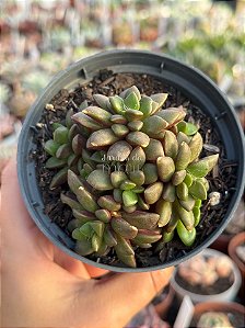 Anacampseros rufescens