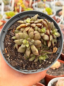 Anacampseros rufescens