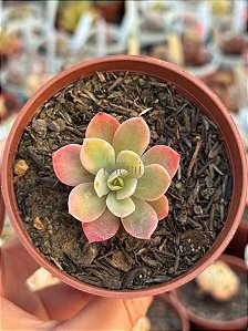Echeveria pink vera variegata