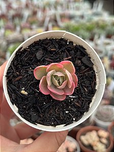 Echeveria pink vera variegata