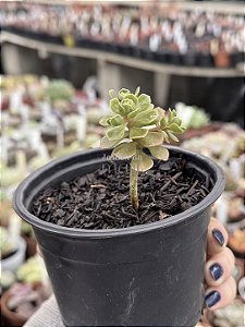Aeonium spathulatum