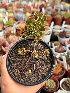 Aeonium spathulatum