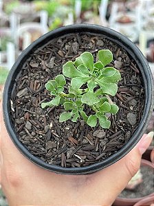 Aeonium spathulatum