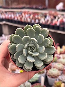 Graptoveria snow peach