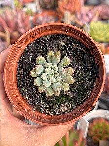 Graptoveria snow peach