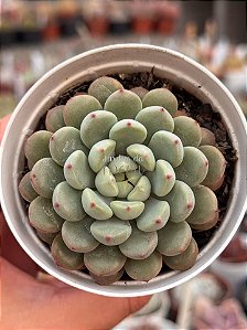 Graptoveria snow peach