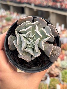 Echeveria swan lake