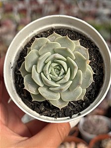 Echeveria deresina
