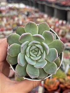 Echeveria ace soul