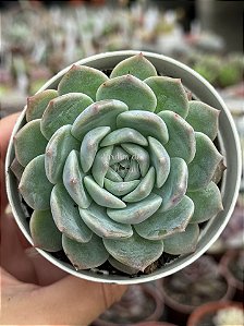 Echeveria ace soul