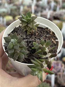 Anacampseros filamentosa