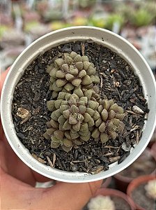 Anacampseros arachnoides