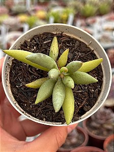 Adromischus filicaulis blood sport