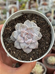 Graptopetalum silverbum variegata (sem raiz)