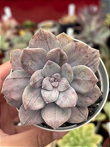 Graptopetalum silverbum variegata