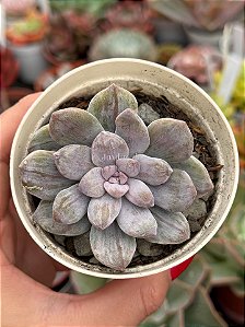 Graptopetalum silverbum variegata (sem raiz)