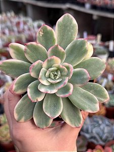Echeveria luella variegata