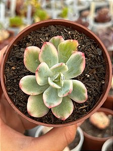 Echeveria luella variegata (sem raiz)