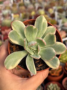 Echeveria luella variegata