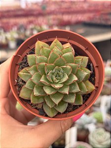 Echeveria agita rose