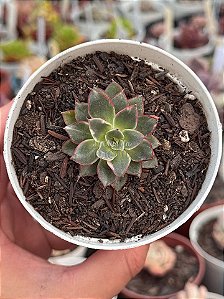 Echeveria agita rose variegata (pouca raiz)