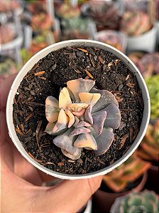 Echeveria cubic frost variegata (sem raiz)