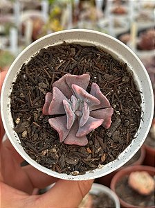 Echeveria cubic frost variegata (pouca raiz)