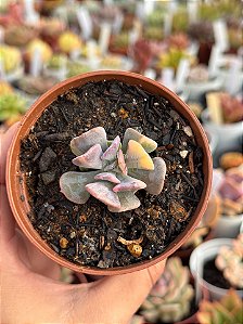 Echeveria cubic frost variegata (pouca raiz)