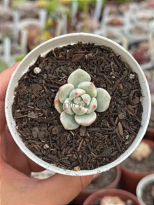 xSedeveria pudgy variegata