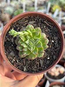 Echeveria rosima (carúnculas)