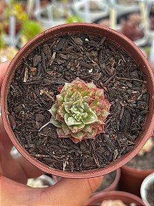 Echeveria rosima (carúnculas) sem raiz