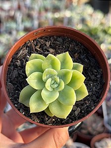 Graptoveria fantome variegata