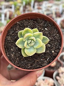 Graptoveria fantome variegata