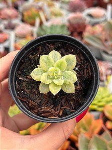 Graptoveria fantome variegata