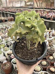 Kalanchoe beharensis maltese cross