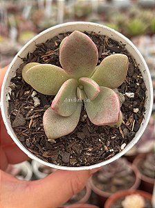 Graptoveria cumbre vieja